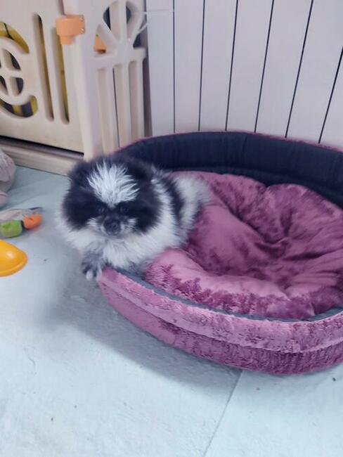 Szpic miniaturowy Pomeranian różne odmiany kolorystyczne !!
