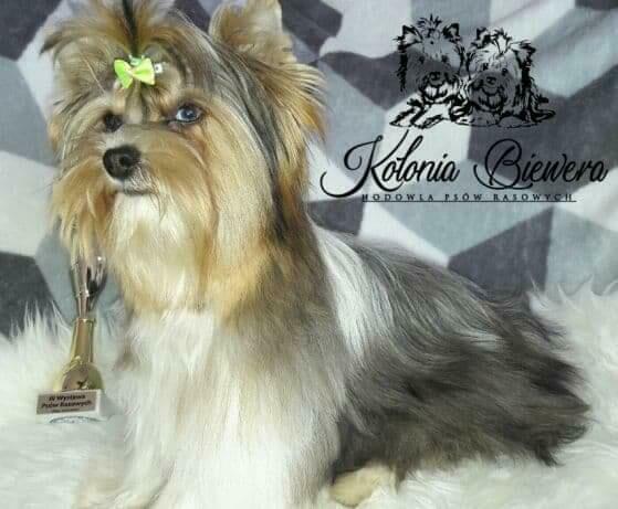 Yorkshire Terrier Biewer Blueberry piesek Paszport!!