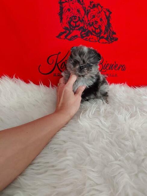 Szpic miniaturowy Pomeranian różne odmiany kolorystyczne !!