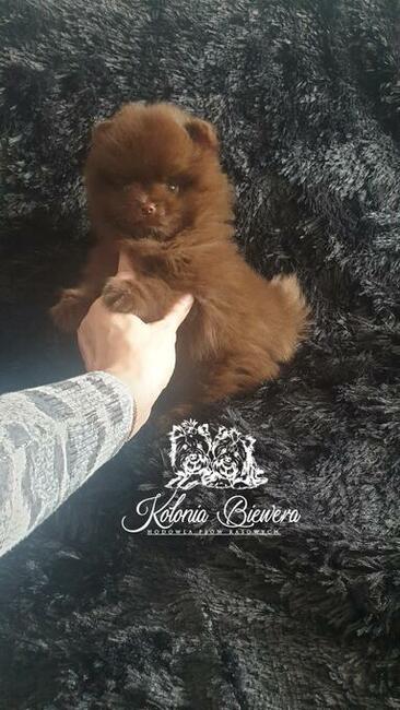 Szpic miniaturowy Pomeranian różne odmiany kolorystyczne !!