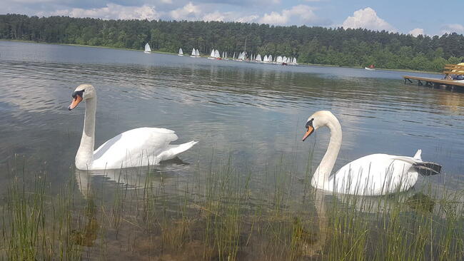 Domki Letniskowe Ostrowite Bory Tucholskie
