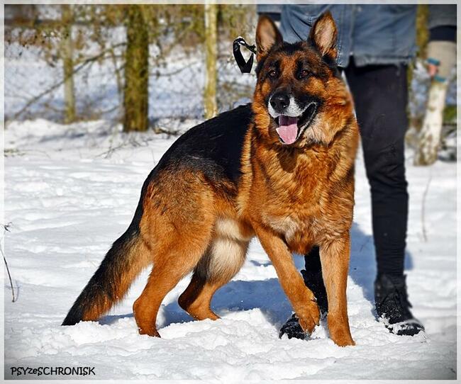 Ares, piękny, wesoły, dostojny i mądry pies