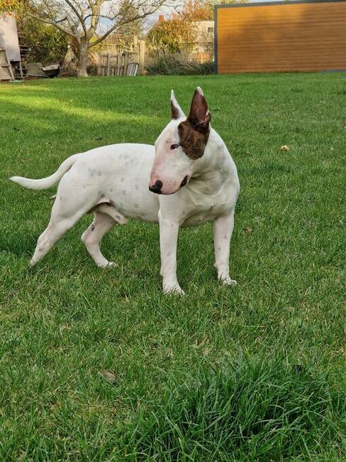 Reproduktor bulterier standard