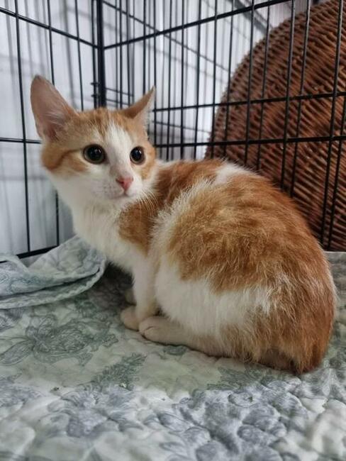 Franek i Tomek, 6 miesięczne kocurki adopcja