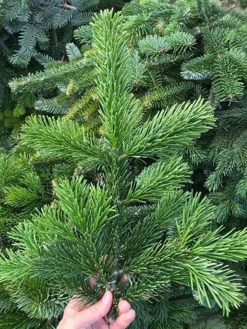 Gałęzie jodły kaukaskiej, stroisz jodłowy, pęczki 5 kg