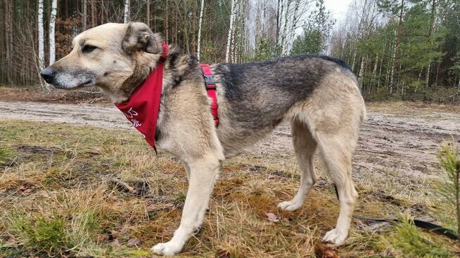 Przyjazna, niekonfliktowa Luba - wspaniała suczka szuka domu