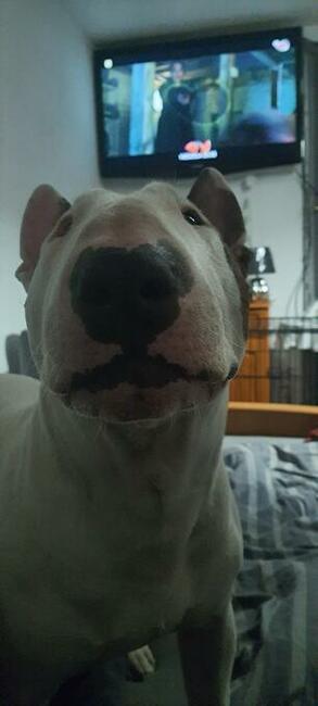 Reproduktor bulterier standard