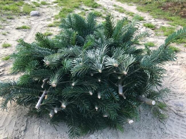 Gałęzie jodły kaukaskiej, stroisz jodłowy, pęczki 5 kg