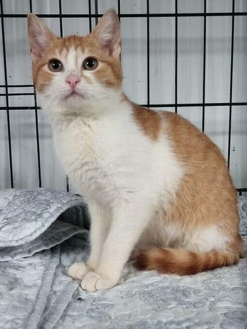 Franek i Tomek, 6 miesięczne kocurki adopcja