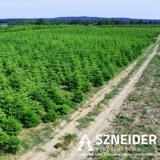 Gałęzie jodły kaukaskiej, stroisz jodłowy, pęczki 5 kg