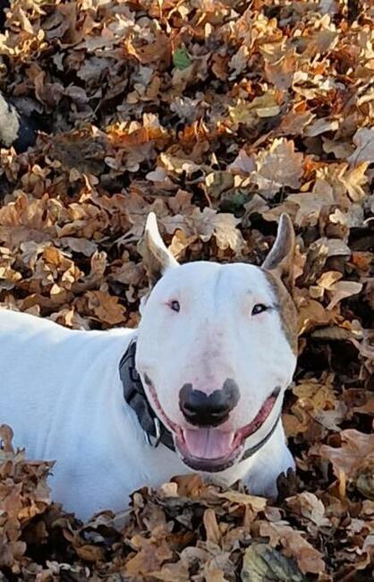 Reproduktor bulterier standard