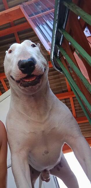 Reproduktor bulterier standard