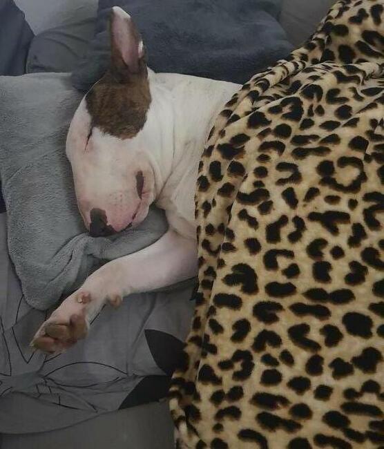 Reproduktor bulterier standard