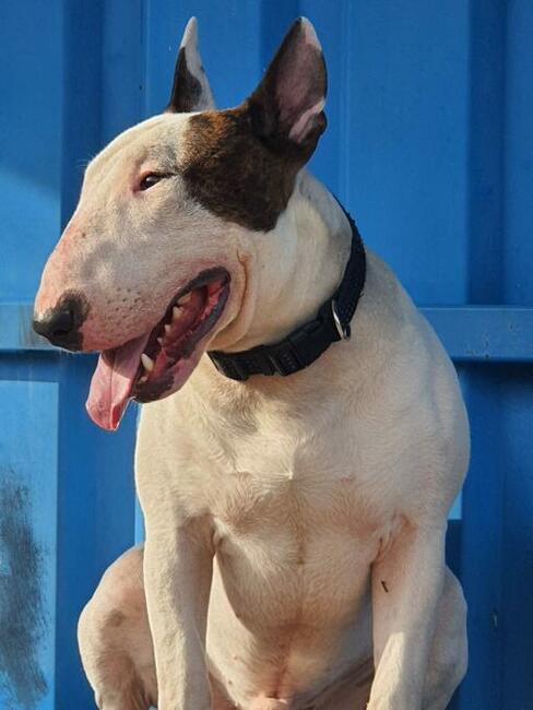 Reproduktor bulterier standard