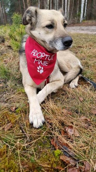 Przyjazna, niekonfliktowa Luba - wspaniała suczka szuka domu