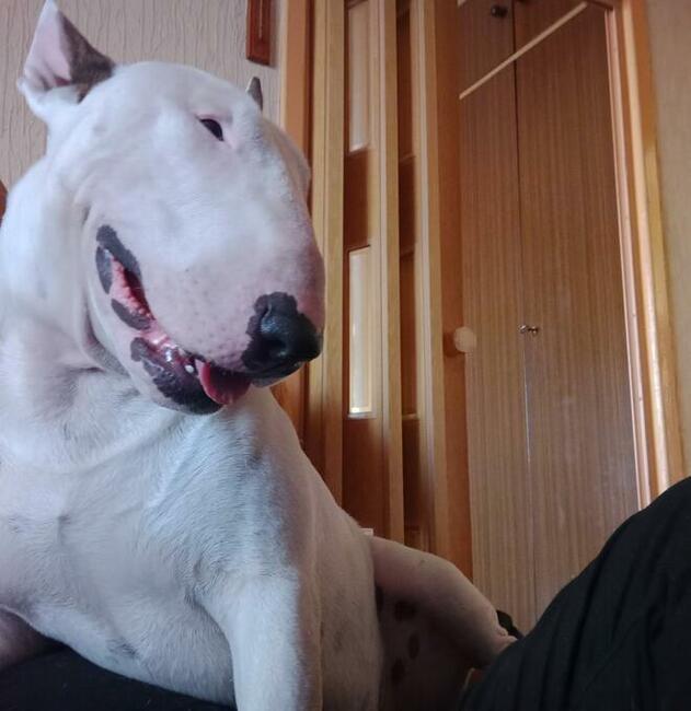 Reproduktor bulterier standard