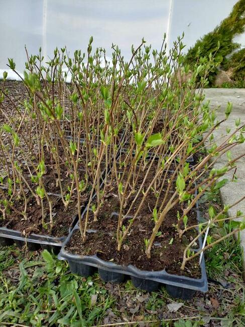 Sprzedam hortensje Phantom