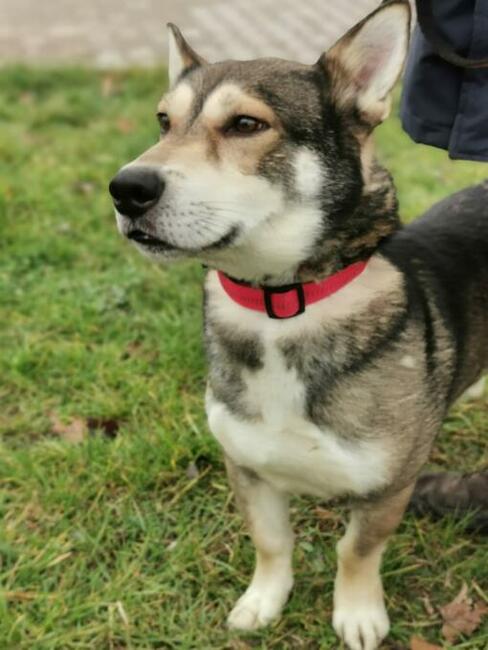 Benji- niezwykły pies czeka na swoich ludzi