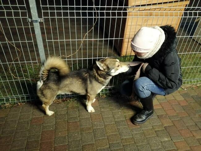 Benji- niezwykły pies czeka na swoich ludzi