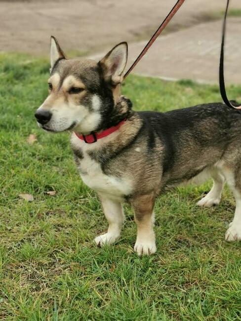 Benji- niezwykły pies czeka na swoich ludzi