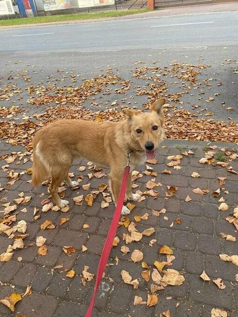 Rudy ok 2 letni wyjątkowy piesek czeka na dom Monika Bog.