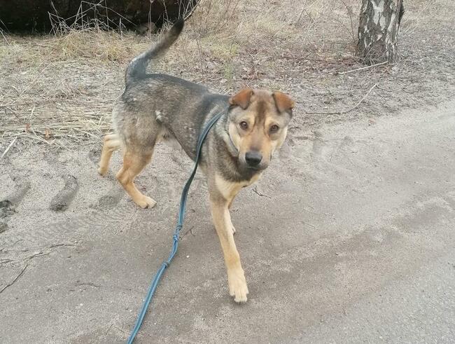 Dżek młodzin bardzo pragnie znaleźć kochający dom Monika Bo