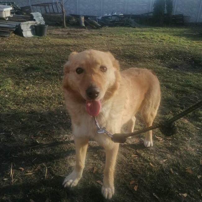 Rudy ok 2 letni wyjątkowy piesek czeka na dom Monika Bog.