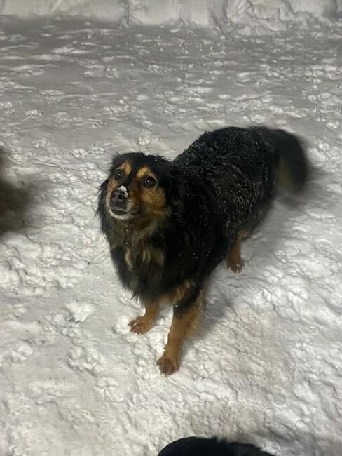 Roni, kochany ok 4 let.piesek czeka ba Ciebie Monika Bog.