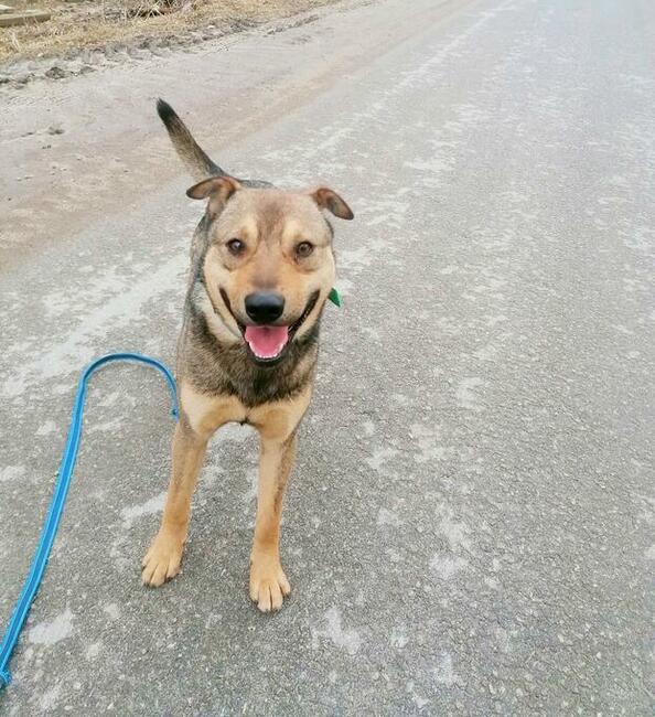 Dżek młodzin bardzo pragnie znaleźć kochający dom Monika Bo