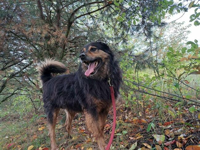 Roni, kochany ok 4 let.piesek czeka ba Ciebie Monika Bog.