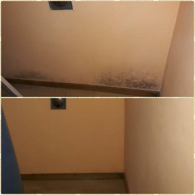 usuwanie pleśni, odgrzybianie