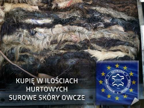Surowa skóra owcza, wełna owcza, skóry filcowane jagnięce