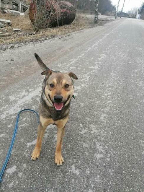 Dżek młodzin bardzo pragnie znaleźć kochający dom Monika Bo