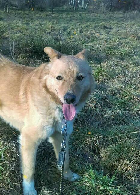 Rudy ok 2 letni wyjątkowy piesek czeka na dom Monika Bog.