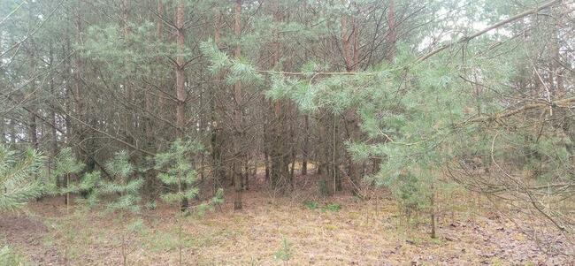 Duża działka z linią brzegową nad Bugiem k/Wyszkowa