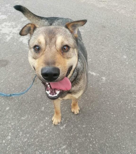 Dżek młodzin bardzo pragnie znaleźć kochający dom Monika Bo