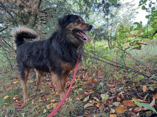 Roni, kochany ok 4 let.piesek czeka ba Ciebie Monika Bog.