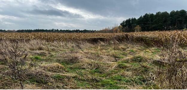 Przetarg na sprzedaż nieruchomości Gmina Cegłów - Wiciejów
