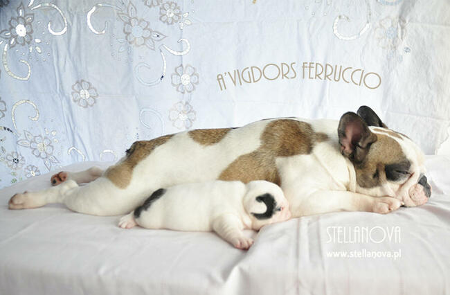 Buldog francuski rewelacja szczenieta hodowla Stellanova FCI