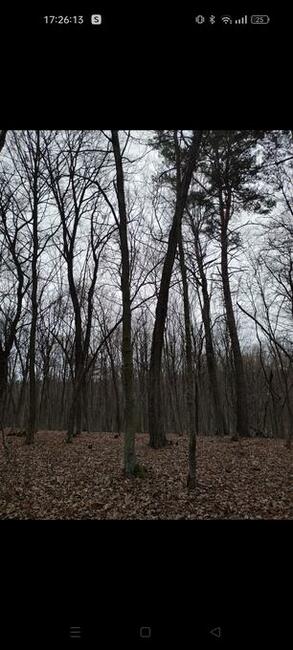 Las liściasty 56arów UCHANIE