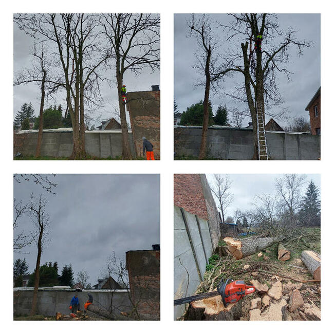 OSTROŁĘKA - WYCINKA DRZEW Z PODNOŚNIKA I ALPINISTYCZNIE