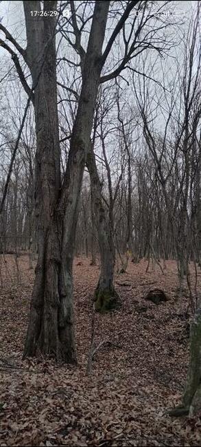 Las liściasty 56arów UCHANIE