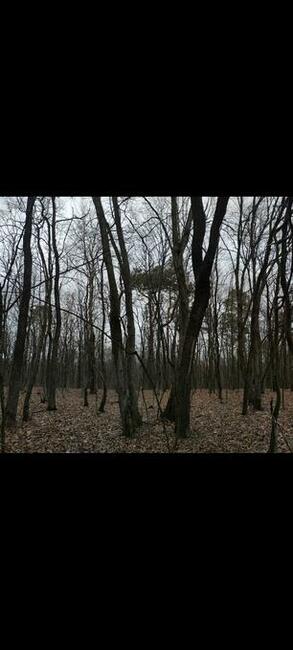 Las liściasty 56arów UCHANIE