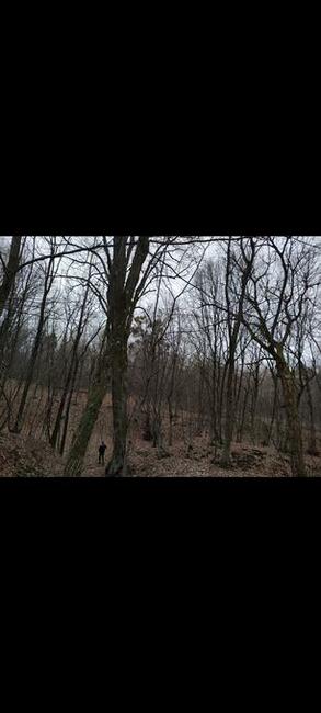 Las liściasty 56arów UCHANIE