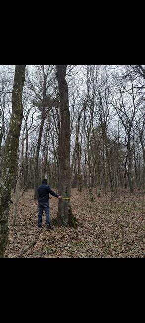 Las liściasty 56arów UCHANIE