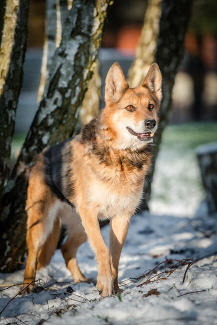 Śliczna SABA szuka kochającego domu !! Do adopcji !!