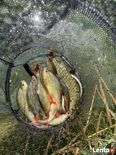 Domek nad jeziorem do wynajęcia