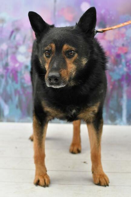 Skrzywdzony Alex pilnie potrzebuje domu!