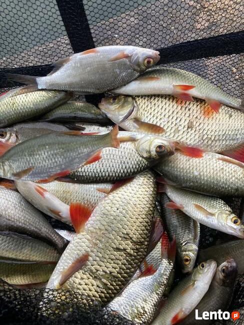 Domek nad jeziorem do wynajęcia