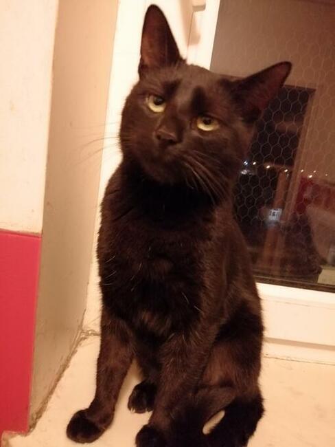 Korek- dej mnie natentychmiast DOM!